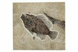 Fossil Fish (Cockerellites) - Wyoming #251897-1